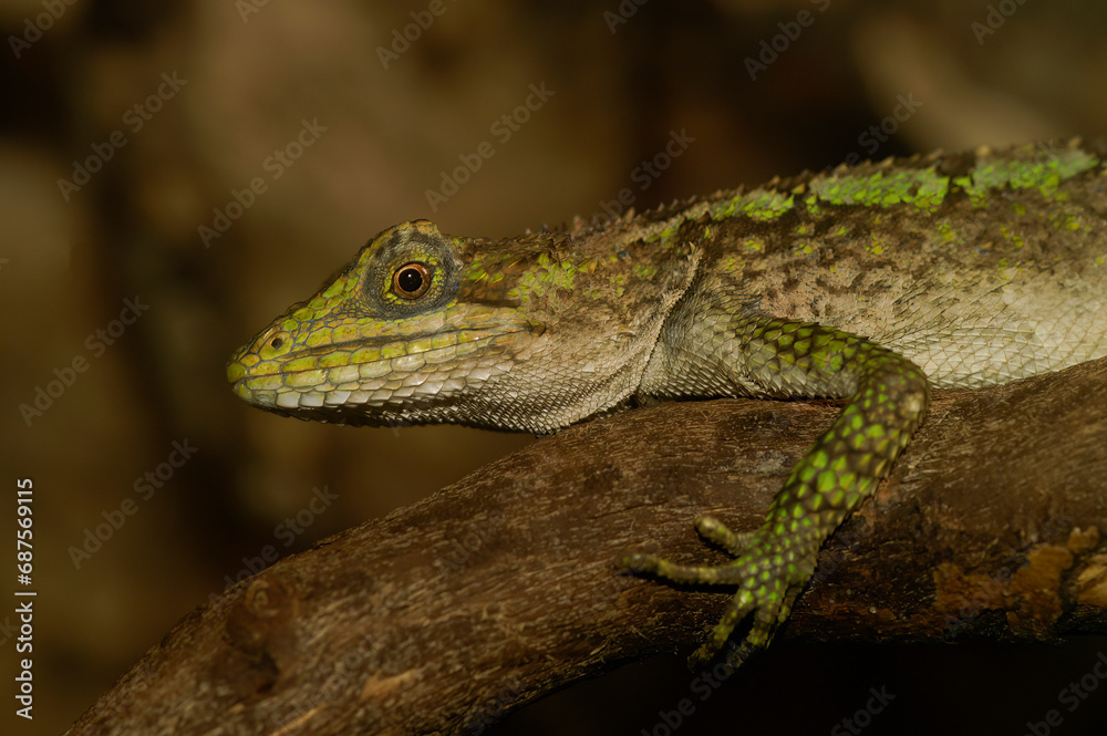 Closeup on a closeup of green Japalura tree dragon, Japalura splendida Closeup on a closeup of green Japalura tree dragon, Japalura splendida