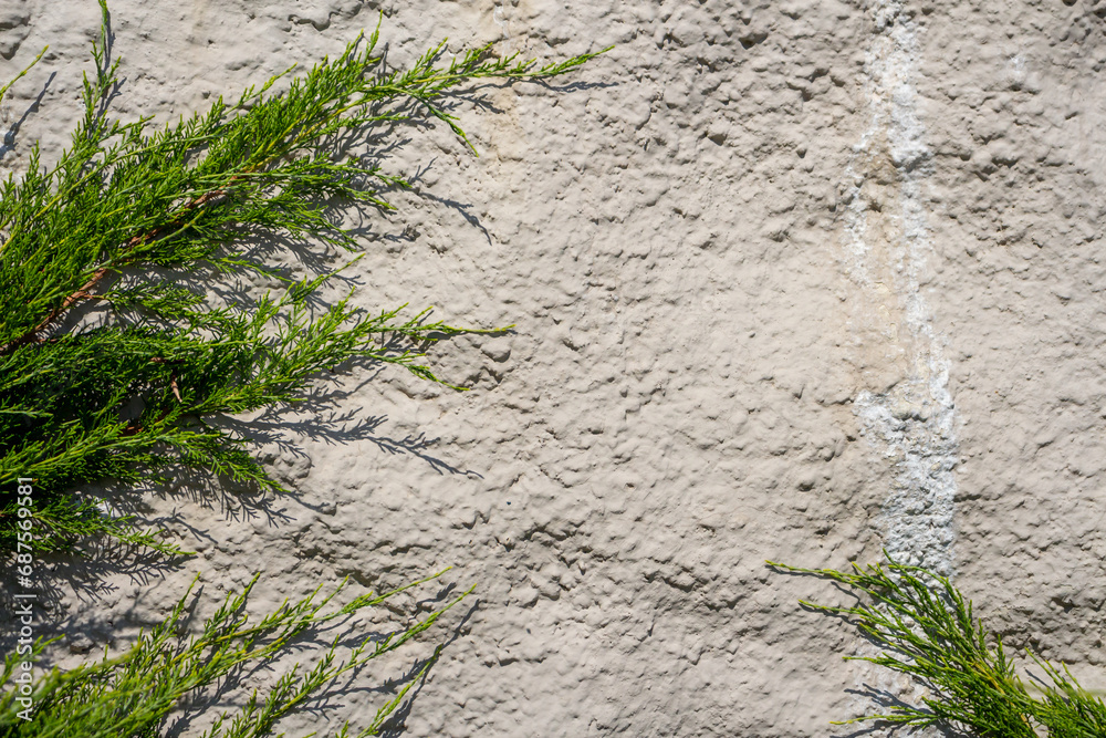 Naklejka premium Abstract textured wall background. Close-up view of old weathered cement building wall with material drips next to green cypress tree branches. Copy space for your text. Architecture backdrops theme.