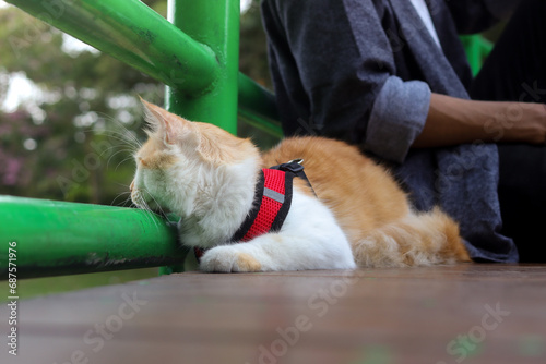 Outdoor portrait of Asian man holding and giving gentle touch to cat, taking care of his pet in nature park. Love relationship between humans and animals.