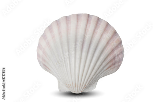 seashell isolated on white background. This has clipping path.
