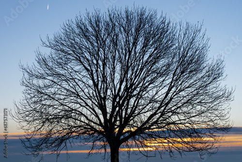 Silhouette view of the top part of a large tree with branches without leaves against a clouded sky during sunset