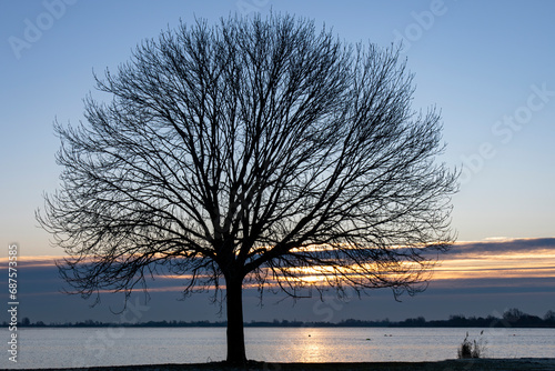 Silhouette view of a large tree with branches without leaves on a large lake against a clouded sky during sunset with orange glow on water