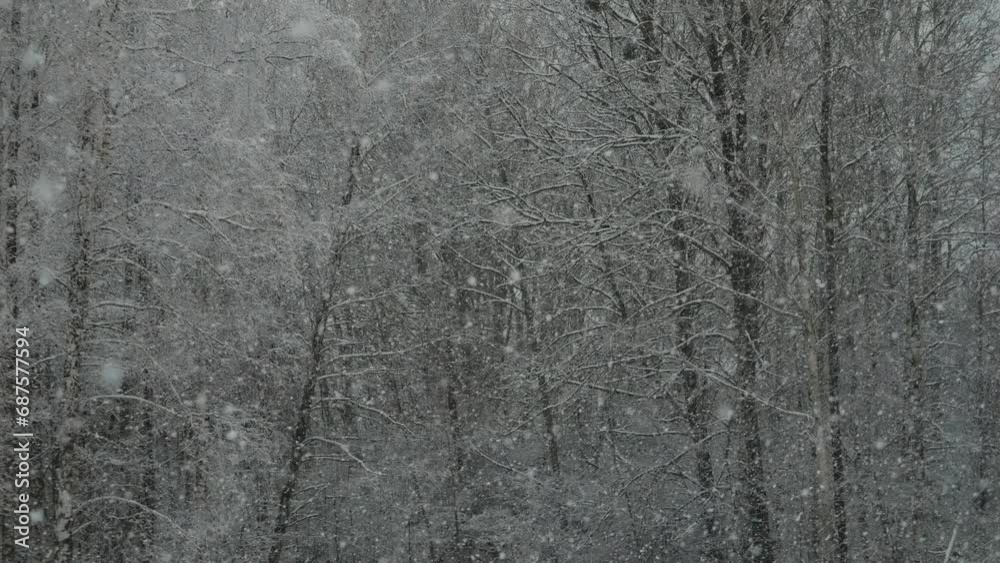 Calm Falling Snow Flakes winter. Beautiful Winter Snow Landscape. Enchanting Winter Scene in Forest With Snow Falling on Trees. Tree Pine on Background of Snowfall. Slow Motion Flakes of Snow Falling. Calm Falling Snow Flakes winter. Beautiful Winter Snow Landscape. Enchanting Winter Scene in Forest With Snow Falling on Trees. Tree Pine on Background of Snowfall. Slow Motion Flakes of Snow Falling.