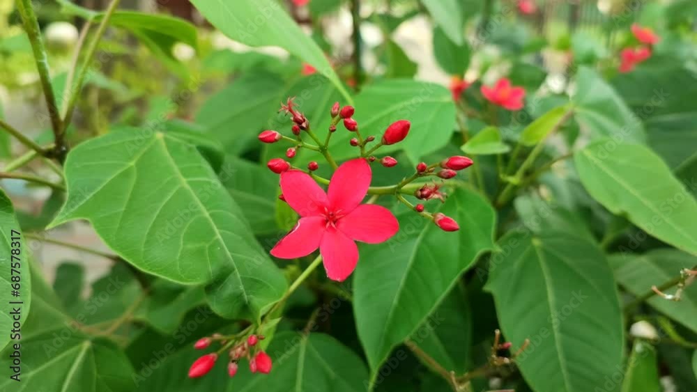 Red flowers of Peregrina moving in the wind in the garden. Jatropha integerrima or spicy jatropha Red flowers of Peregrina moving in the wind in the garden. Jatropha integerrima or spicy jatropha