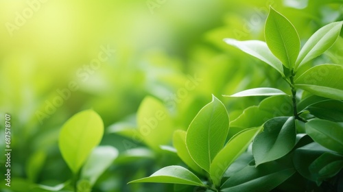 Closeup of natural green leaf in garden