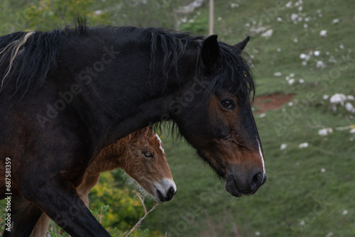 A mare with her foal walks by.