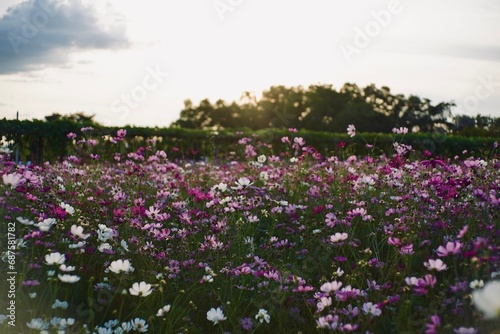 Cosmos garden , Multicolored cosmos flowers in meadow in spring summer nature against blue sky. Selective soft focus.