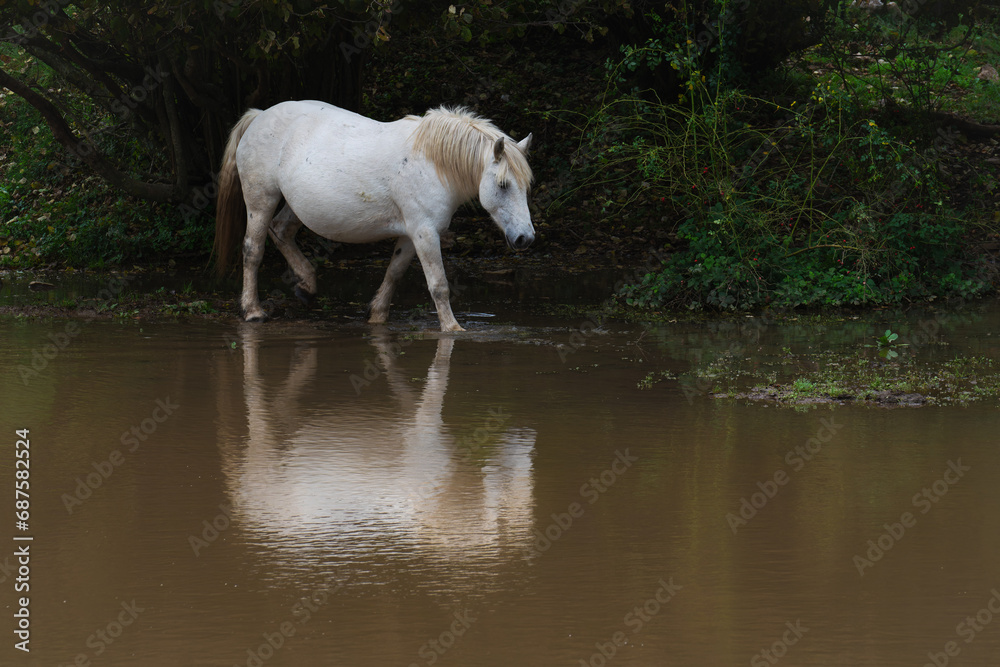 Fototapeta premium A white horse is reflected in the pond.