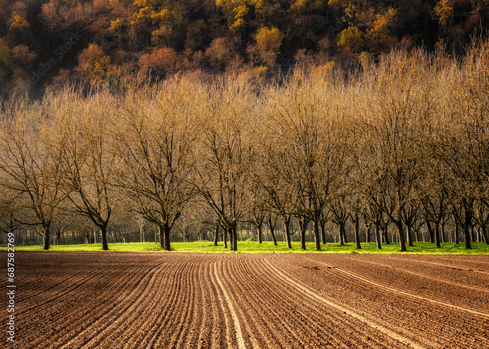 Naklejka premium A ploughed field leading to a walnut grove in the Dordogne valley in France with autumn trees in the distance