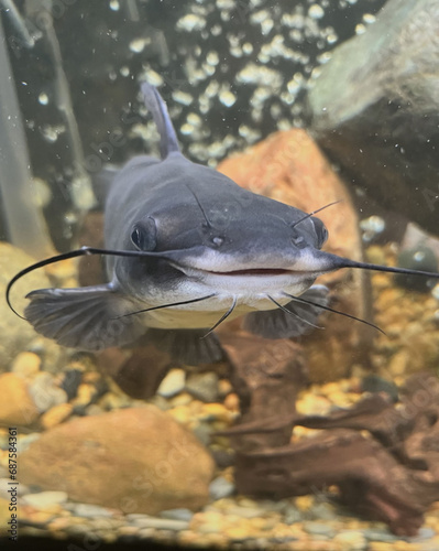 Smiling Catfish in aquarium