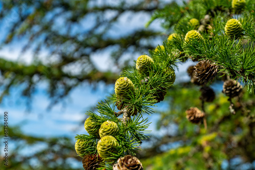 Japanese Larch Cones