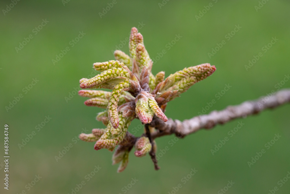 Quercus variabilis develops catkin inflorescence in the spring. Flowering of oak, catkins and buds in April, selective focus. Quercus variabilis develops catkin inflorescence in the spring. Flowering of oak, catkins and buds in April, selective focus.