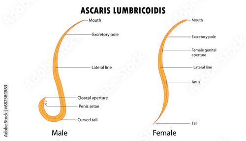 Ascari Lumbricoidis, worm parts male and female diagram photo