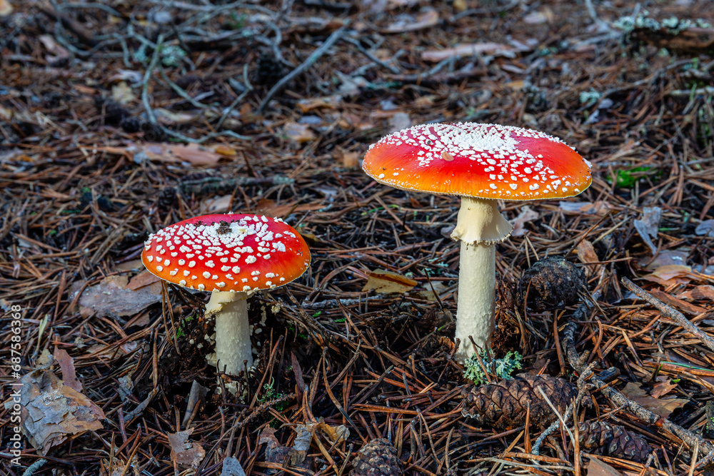 Amanita muscaria. False oronja or fly swatter mushrooms, among the needles and cones of Scots pine. Amanita muscaria. False oronja or fly swatter mushrooms, among the needles and cones of Scots pine.