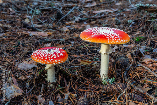 Amanita muscaria. False oronja or fly swatter mushrooms, among the needles and cones of Scots pine.