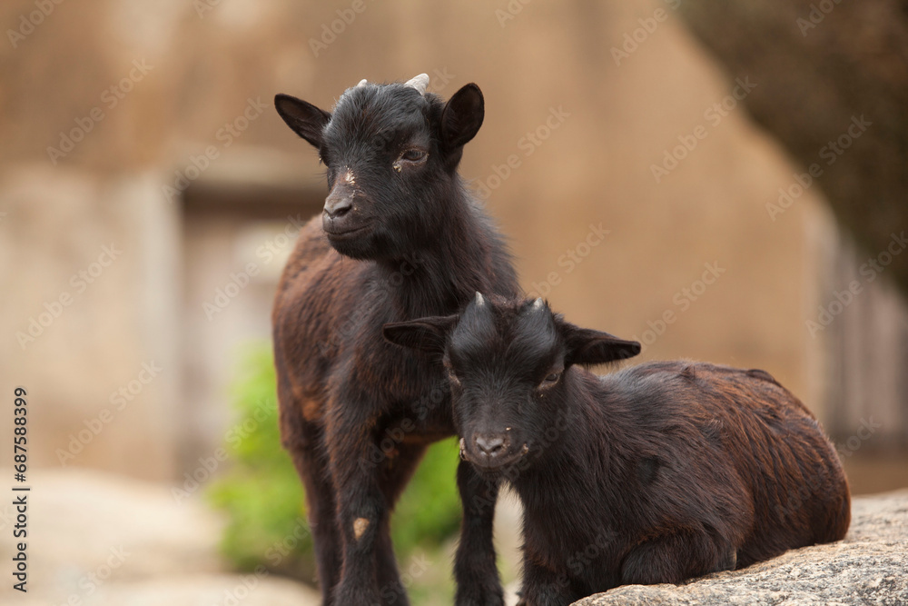 Fototapeta premium Mountain goats roaming for food
