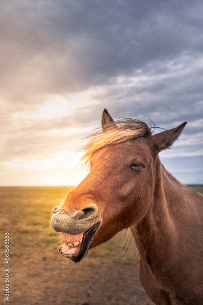 Smily horse Snaffelnes Peninsula