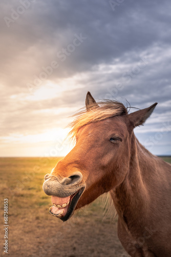 Smily horse Snaffelnes Peninsula © Antonios