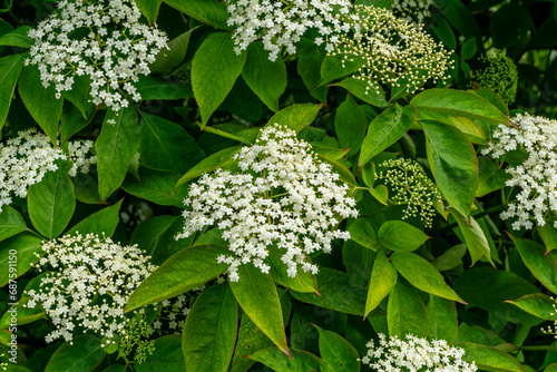 Elderflower