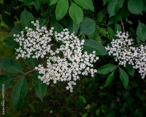 Elderflower