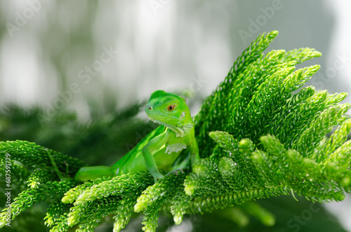 Baby Iguana on a Young Pine Tree