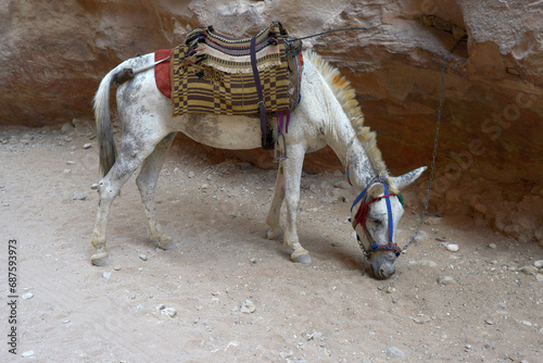 Animals in Petra UNESCO site in Jordan