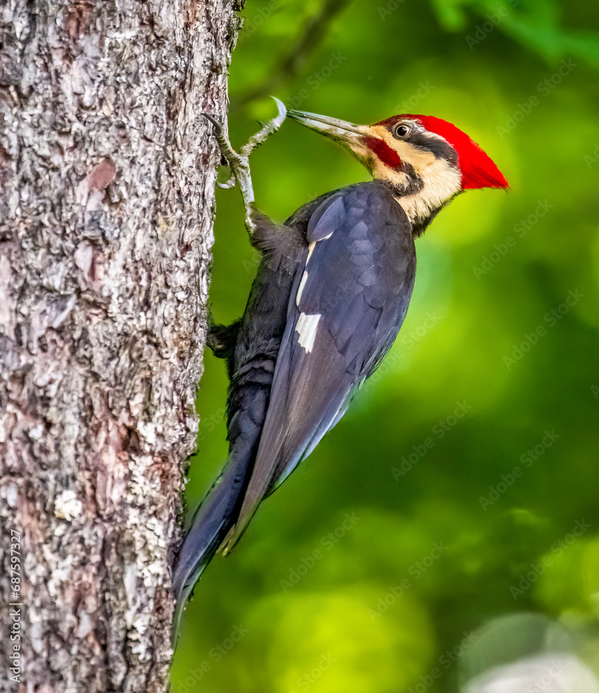 Obraz premium woodpecker on tree