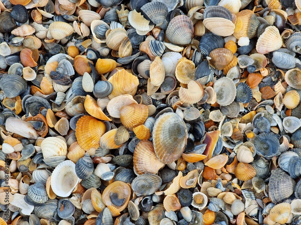 Sea shells on the beach background Sea shells on the beach background