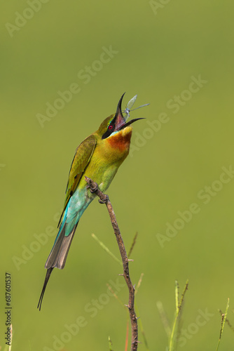 Blue tailed Bee-eater Tossing a Dragon-fly
