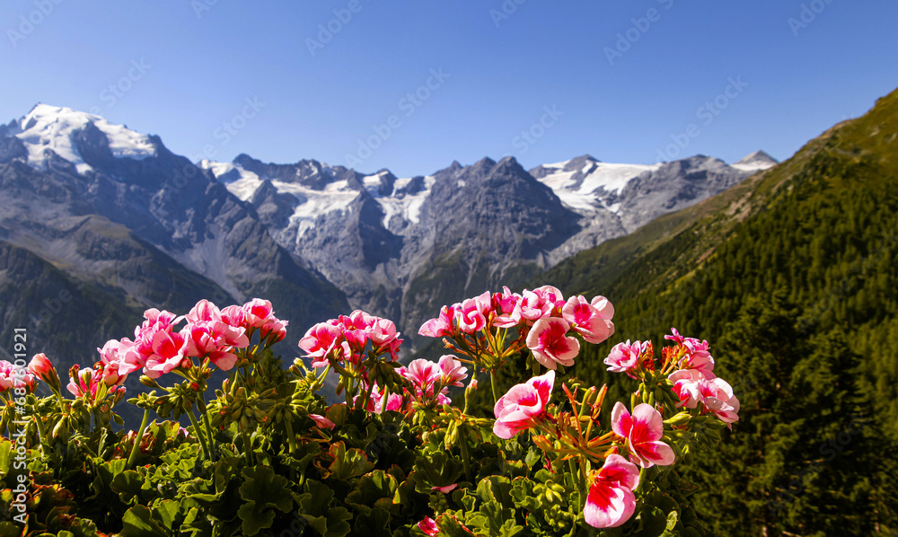Obraz premium panoramic view to Ortles Mountain range from Furkelhuette, Trafoi, Italy
