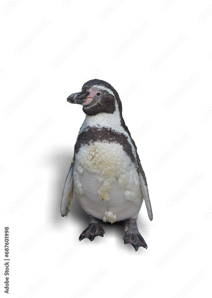 Naklejka premium penguin isolated on white background. This has clipping path.