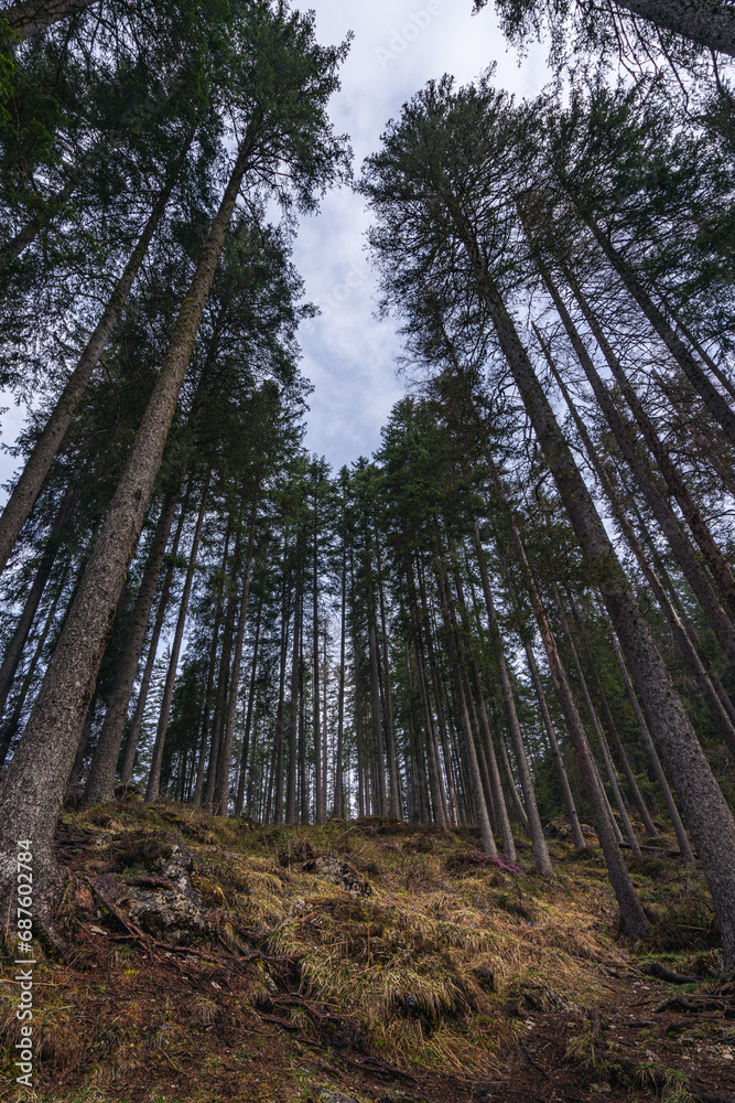 Fototapeta premium Lago di Braies forest