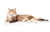Calico cat lying sideway and looking at camera. Full body of happy and relaxed fluffy long hair kitty with curious body language. 4 years old, female cat. Selective focus. White background.