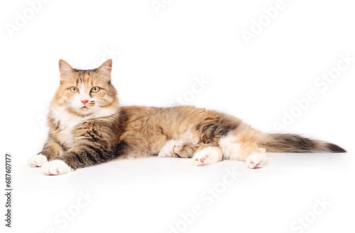 Calico cat lying sideway and looking at camera. Full body of happy and relaxed fluffy long hair kitty with curious body language. 4 years old, female cat. Selective focus. White background.