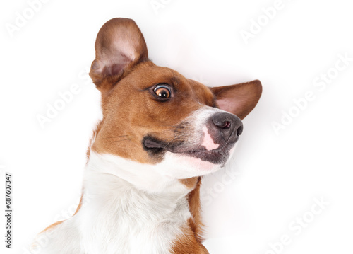 Isolated dog lying on back with silly face while looking at camera. Cute silly puppy dog feeling happy and safe and ready for affection. Female Harrier mix dog. Selective focus. White background.