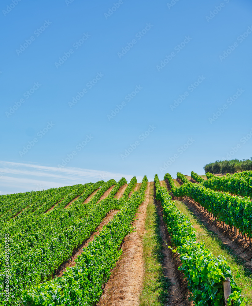 Rows of grapes growing on winding hill in Stellenbosch, Cape Town, South Africa