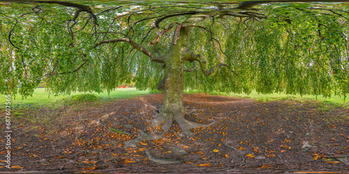 Fototapeta Naklejka Na Ścianę i Meble -  under the beech tree 360° x 180° equirectangular vr panorama
