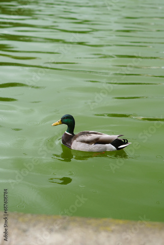 duck on the water © antonina