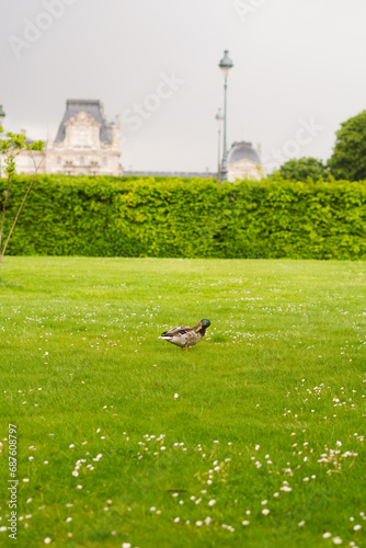 ducks in the park Paris
