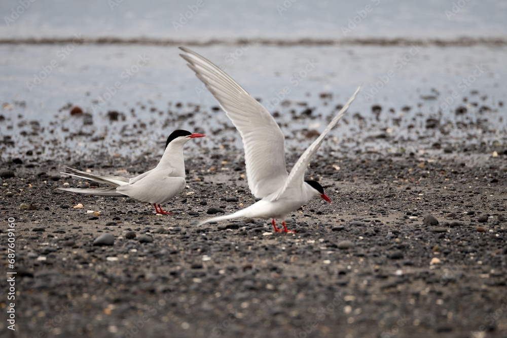Fototapeta premium seagull on the beach