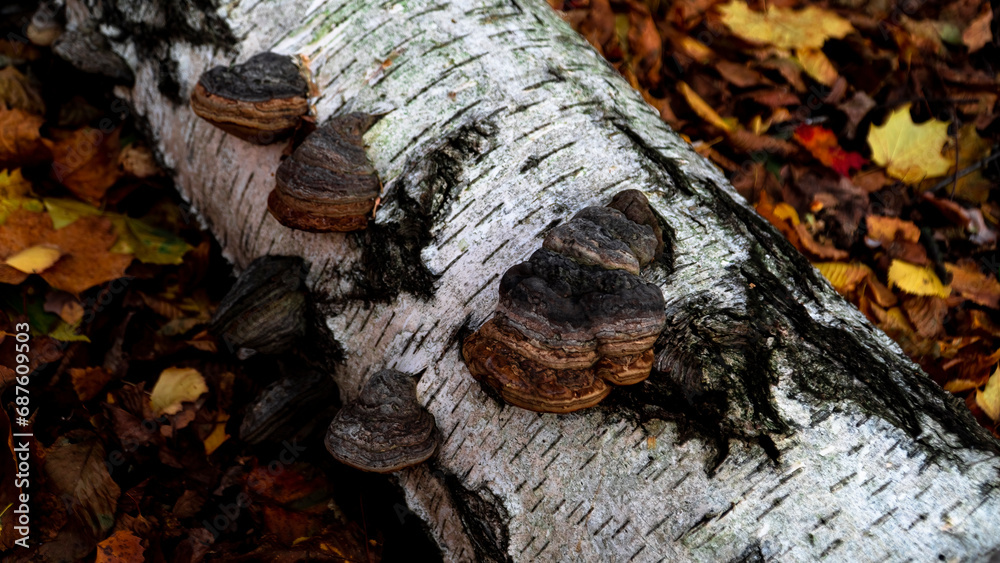 Trumpet mushroom. Large hoof-shaped mushroom growing on a tree. Fomes fomentarius