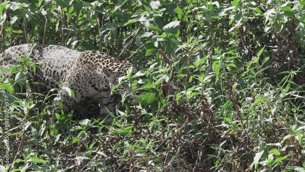 Jaguar, Panthera onca, a big solitary cat native to the Americas, hunting along the river banks of the Pantanl, the biggest swamp area of the world, near the Transpantaneira in Porto Jofre in Brazil. Jaguar, Panthera onca, a big solitary cat native to the Americas, hunting along the river banks of the Pantanl, the biggest swamp area of the world, near the Transpantaneira in Porto Jofre in Brazil.