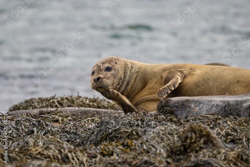 island sea lion