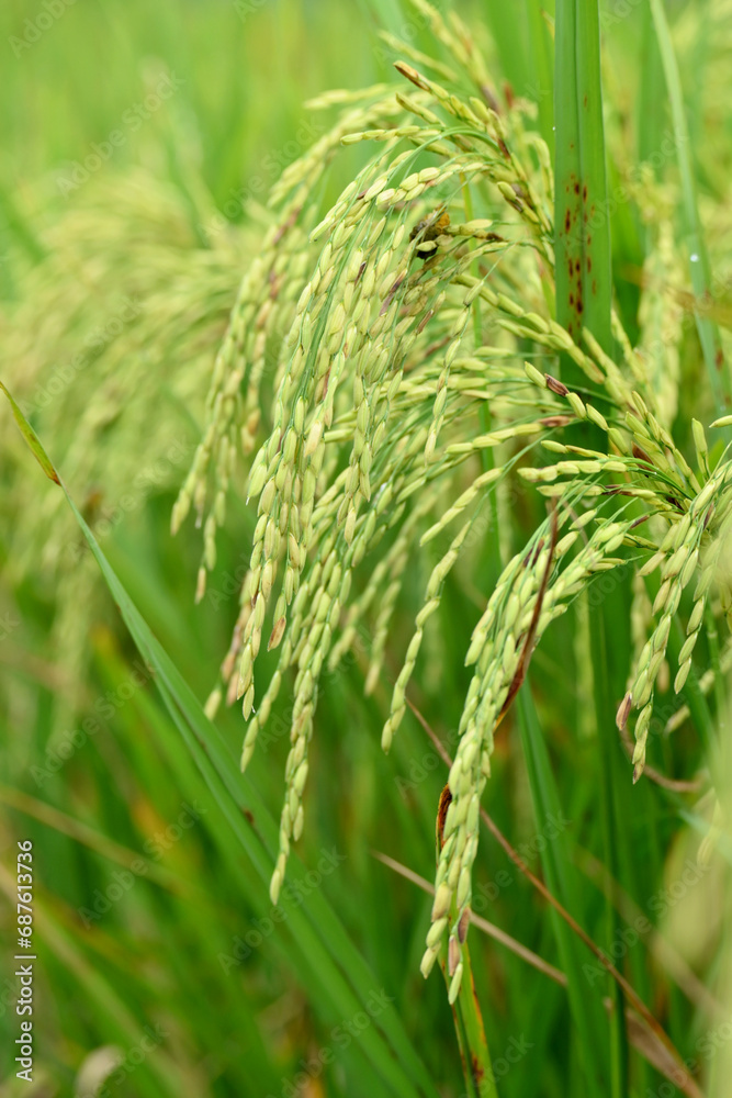 closeup the bunch ripe green yellow paddy grain growing with plant in the farm soft focus natural green yellow background.
