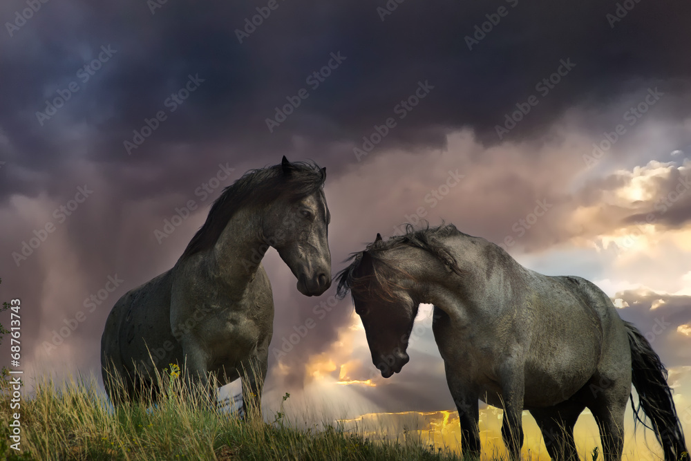 Wild horse, Equus ferus, dziki kon, Mustang, taken in Theodore Roosevelt National Park,North Dakota, taken in wild, Agnieszka Bacal. - obrazy, fototapety, plakaty 