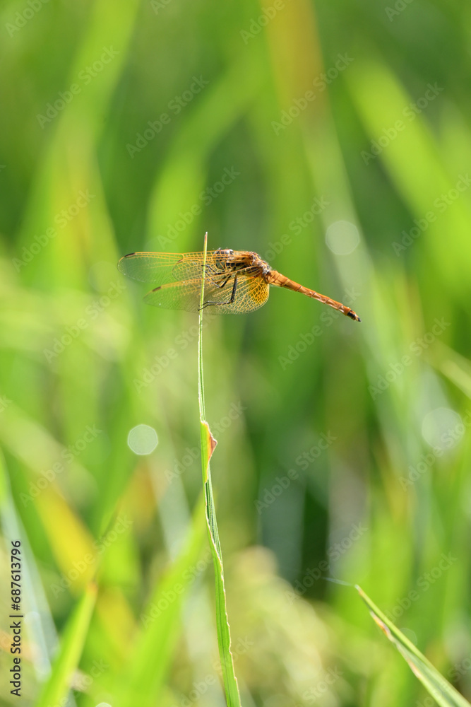 closeup the yellow black dragonfly hold on paddy plant leaf soft focus natural green brown background. closeup the yellow black dragonfly hold on paddy plant leaf soft focus natural green brown background.