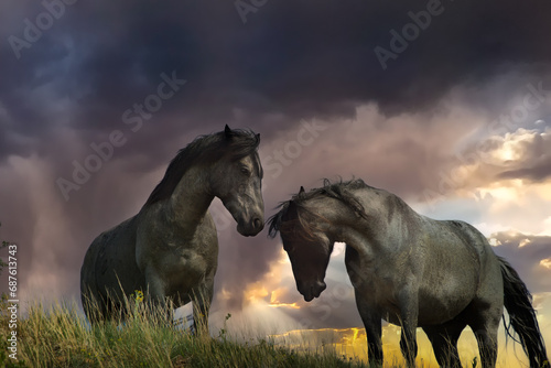 Wild horse, Equus ferus, dziki kon, Mustang, taken in Theodore Roosevelt National Park,North Dakota, taken in wild, Agnieszka Bacal.