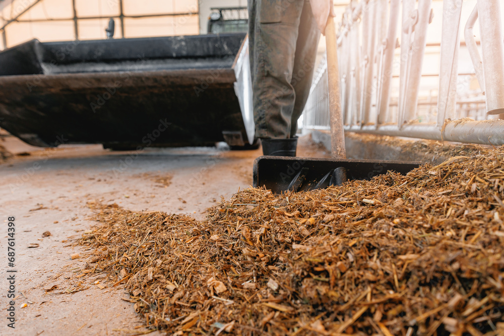 Obraz premium Fresh hay for cows, agriculture worker of livestock farm. Concept cattle industry farming
