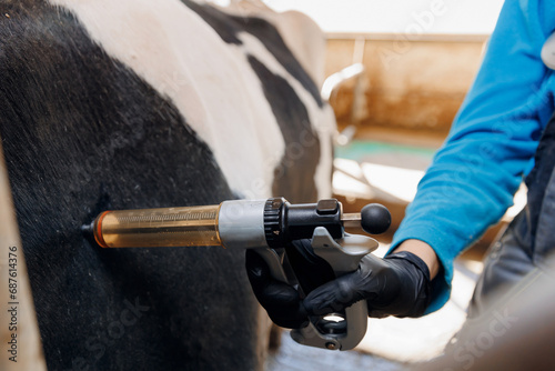 Woman veterinarian gives injection syringe to cow. Concept vaccine for health care of cattle on livestock farm photo