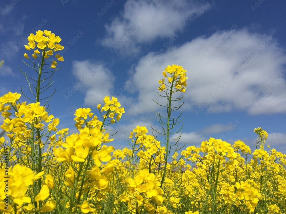 flower flower